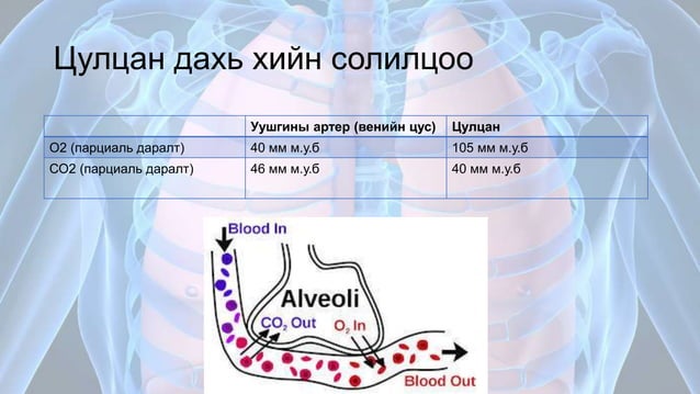 Амьсгалын эрхтэн тогтолцооны физиологи
