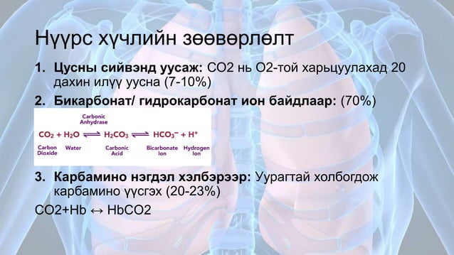 Амьсгалын эрхтэн тогтолцооны физиологи