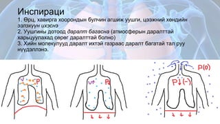 Амьсгалын эрхтэн тогтолцооны физиологи | PPT