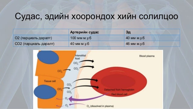 Амьсгалын эрхтэн тогтолцооны физиологи