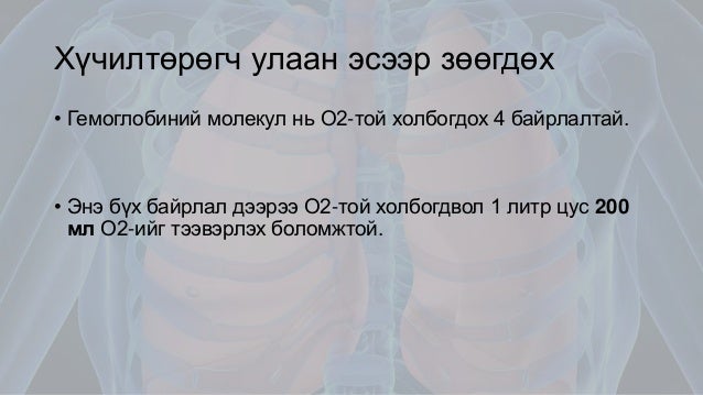Амьсгалын эрхтэн тогтолцооны физиологи