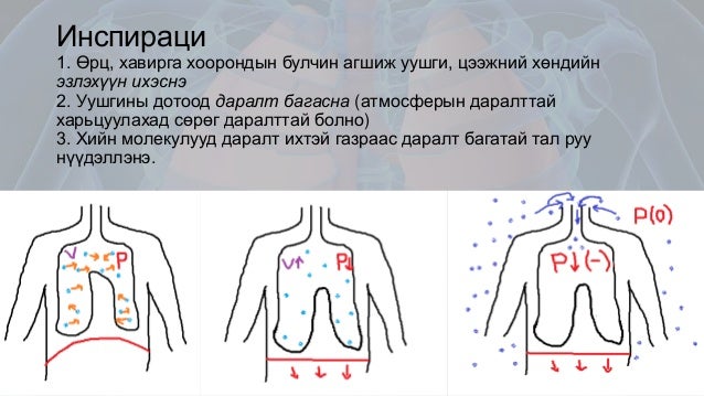 Амьсгалын эрхтэн тогтолцооны физиологи