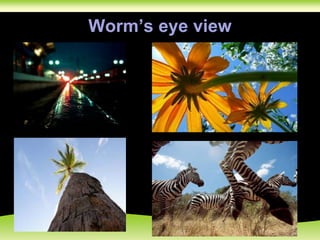 Worm’s eye view
 