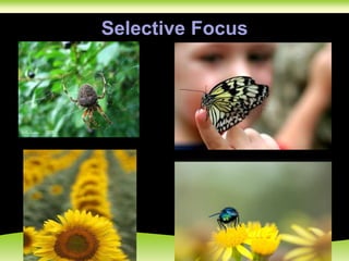 Selective Focus
 
