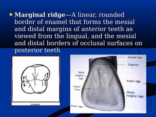 Teeth Marginal Ridge Color Changes Tooth-Landmarks-1.pdffffffffffffffffffffffffffffffff | PDF