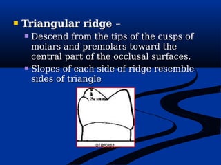 Tooth-Landmarks-1.pdffffffffffffffffffffffffffffffff | PDF