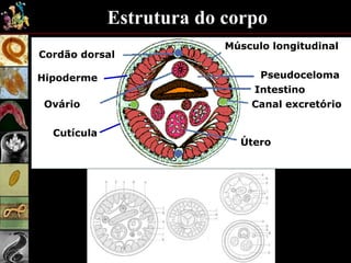 Músculo longitudinal
Pseudoceloma
Intestino
Canal excretório
Útero
Cordão dorsal
Ovário
Cutícula
Hipoderme
Estrutura do corpo
 