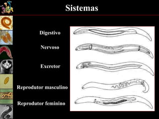 Sistemas
Digestivo
Nervoso
Excretor
Reprodutor masculino
Reprodutor feminino
 