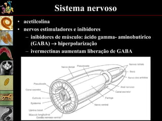 Sistema nervoso
• acetilcolina
• nervos estimuladores e inibidores
– inibidores de músculo: ácido gamma- aminobutírico
(GABA)  hiperpolarização
– ivermectinas aumentam liberação de GABA
 