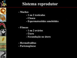 Sistema reprodutor
- Machos
- 1 ou 2 testículos
- Cloaca
- Espermatozóides amebóides
- Fêmeas
- 1 ou 2 ovários
- Útero
- Fecundação no útero
- Hermafroditas
- Partenogênese
 