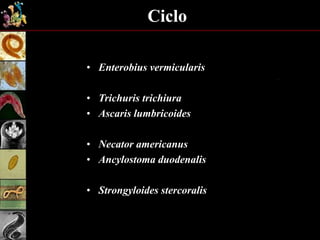 Ciclo
• Enterobius vermicularis
• Trichuris trichiura
• Ascaris lumbricoides
• Necator americanus
• Ancylostoma duodenalis
• Strongyloides stercoralis
 