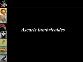 Ascaris lumbricoides
 