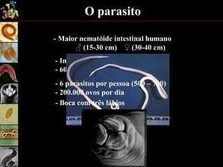 O parasito
- Maior nematóide intestinal humano
♂ (15-30 cm) ♀ (30-40 cm)
- Infesta 1,5 bi de pessoas
- 60 mil mortes
- 6 parasitos por pessoa (500 – 700)
- 200.000 ovos por dia
- Boca com três lábios
 