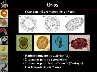 Ovos
- Ovos com três camadas (60 x 45 µm)
- Embrionamento no exterior (O2)
- 2 semanas para se desenvolver
- 1 semanas para ficar infectante (2 estágio)
- Em laboratório até 7 anos
 