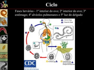 Ciclo
Fases larvárias - 1º interior do ovo; 2º interior do ovo; 3º
estômago; 4º alvéolos pulmonares e 5º luz do delgado
 