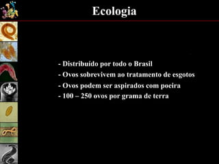 Ecologia
- Distribuído por todo o Brasil
- Ovos sobrevivem ao tratamento de esgotos
- Ovos podem ser aspirados com poeira
- 100 – 250 ovos por grama de terra
 