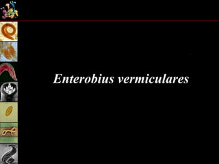 Enterobius vermiculares
 