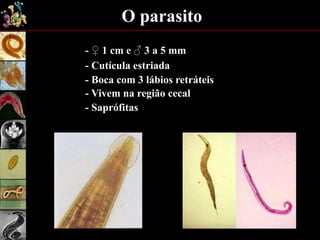 O parasito
- ♀ 1 cm e ♂ 3 a 5 mm
- Cutícula estriada
- Boca com 3 lábios retráteis
- Vivem na região cecal
- Saprófitas
 