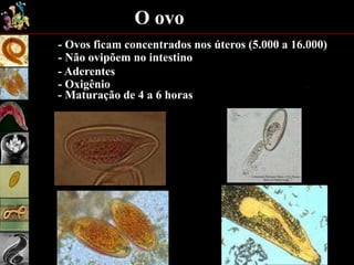 O ovo
- Ovos ficam concentrados nos úteros (5.000 a 16.000)
- Não ovipõem no intestino
- Aderentes
- Oxigênio
- Maturação de 4 a 6 horas
 