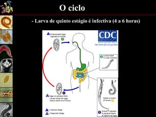 O ciclo
- Larva de quinto estágio é infectiva (4 a 6 horas)
 