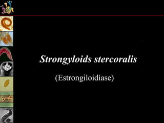 Strongyloids stercoralis
(Estrongiloidíase)
 