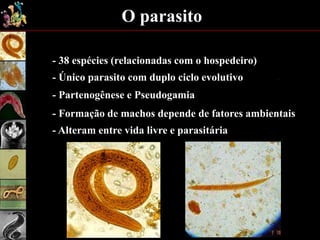 - 38 espécies (relacionadas com o hospedeiro)
- Único parasito com duplo ciclo evolutivo
- Partenogênese e Pseudogamia
- Formação de machos depende de fatores ambientais
- Alteram entre vida livre e parasitária
O parasito
 