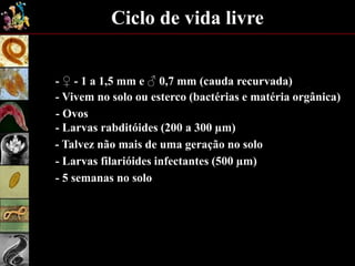 Ciclo de vida livre
- ♀ - 1 a 1,5 mm e ♂ 0,7 mm (cauda recurvada)
- Vivem no solo ou esterco (bactérias e matéria orgânica)
- Ovos
- Larvas rabditóides (200 a 300 µm)
- Talvez não mais de uma geração no solo
- Larvas filarióides infectantes (500 µm)
- 5 semanas no solo
 