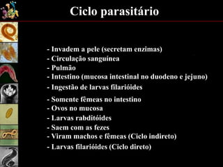 Ciclo parasitário
- Invadem a pele (secretam enzimas)
- Circulação sanguínea
- Pulmão
- Intestino (mucosa intestinal no duodeno e jejuno)
- Somente fêmeas no intestino
- Ovos no mucosa
- Larvas rabditóides
- Saem com as fezes
- Viram machos e fêmeas (Ciclo indireto)
- Larvas filarióides (Ciclo direto)
- Ingestão de larvas filarióides
 