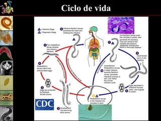 Ciclo de vida
 
