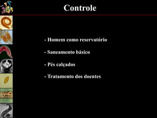 Controle
- Saneamento básico
- Pés calçados
- Tratamento dos doentes
- Homem como reservatório
 