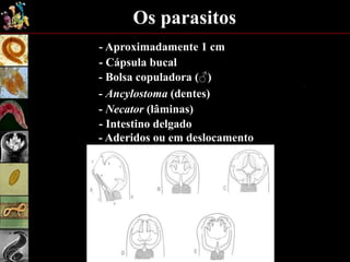 Os parasitos
- Aproximadamente 1 cm
- Cápsula bucal
- Bolsa copuladora (♂)
- Ancylostoma (dentes)
- Necator (lâminas)
- Intestino delgado
- Aderidos ou em deslocamento
 