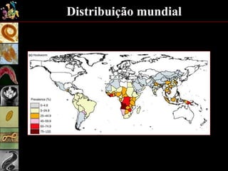 Distribuição mundial
 