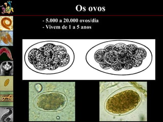 Os ovos
- 5.000 a 20.000 ovos/dia
- Vivem de 1 a 5 anos
 