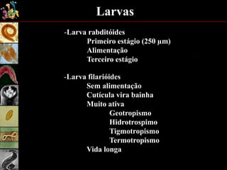 Larvas
-Larva rabditóides
Primeiro estágio (250 µm)
Alimentação
Terceiro estágio
-Larva filarióides
Sem alimentação
Cutícula vira bainha
Muito ativa
Geotropismo
Hidrotrospimo
Tigmotropismo
Termotropismo
Vida longa
 