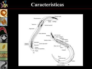 Características
 