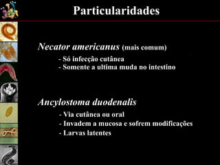 Necator americanus (mais comum)
- Só infecção cutânea
Particularidades
- Somente a ultima muda no intestino
Ancylostoma duodenalis
- Via cutânea ou oral
- Invadem a mucosa e sofrem modificações
- Larvas latentes
 