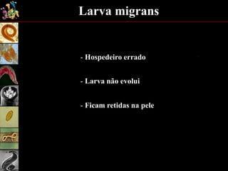 Larva migrans
- Larva não evolui
- Hospedeiro errado
- Ficam retidas na pele
 