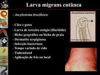 Larva migrans cutânea
- Ancylostoma braziliense
- Larva de terceiro estágio (filarióide)
- Cães e gatos
- Bicho geográfico ou bicho de praia
- Infecção bacteriana
- Tempo variado de vida
- Tiabendazol
- Aplicação de frio no local
- Dermatite serpiginosa
 