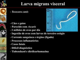 Larva migrans visceral
- Toxocara canis
- 2 milhões de ovos por dia
- Cães e gatos
- Ingestão de ovos com larvas de terceiro estágio
- Processos inflamatórios
- Casos fatais
- Difícil diagnóstico
- Tiabendazol e dietilcarbamazina
- Corrente sanguínea e órgãos (fígado)
- Parecido com Ascaris
 