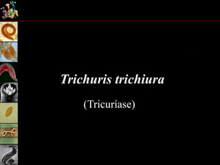 Trichuris trichiura
(Tricuríase)
 
