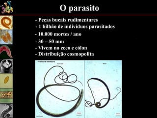 O parasito
- 10.000 mortes / ano
- Peças bucais rudimentares
- 30 – 50 mm
- Vivem no ceco e cólon
- 1 bilhão de indivíduos parasitados
- Distribuição cosmopolita
 