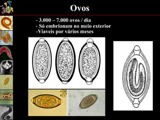Ovos
- 3.000 – 7.000 ovos / dia
- Só embrionam no meio exterior
-Viaveis por vários meses
 