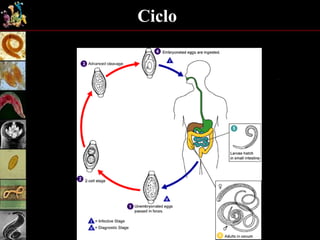 Ciclo
 