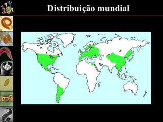 Distribuição mundial
 