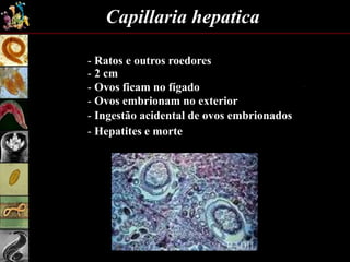 Capillaria hepatica
- Ratos e outros roedores
- 2 cm
- Ovos embrionam no exterior
- Ingestão acidental de ovos embrionados
- Hepatites e morte
- Ovos ficam no fígado
 
