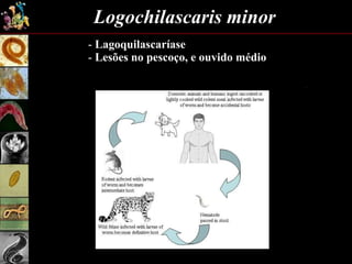 Logochilascaris minor
- Lagoquilascaríase
- Lesões no pescoço, e ouvido médio
 