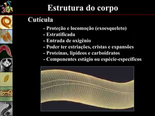 Estrutura do corpo
Cutícula
- Proteção e locomoção (exoesqueleto)
- Estratificada
- Entrada de oxigênio
- Poder ter estriações, cristas e expansões
- Proteínas, lipídeos e carboidratos
- Componentes estágio ou espécie-específicos
 