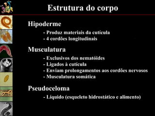 Estrutura do corpo
Hipoderme
- Produz materiais da cutícula
- 4 cordões longitudinais
Musculatura
- Exclusivos dos nematóides
- Ligados à cutícula
- Enviam prolongamentos aos cordões nervosos
- Musculatura somática
Pseudoceloma
- Líquido (esqueleto hidrostático e alimento)
 