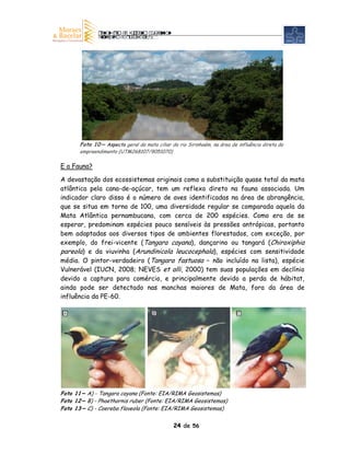 Foto 10 – Aspecto geral da mata ciliar do rio Sirinhaém, na área de influência direta do
       empreendimento (UTM268107/9051070)

E a Fauna?

A devastação dos ecossistemas originais como a substituição quase total da mata
atlântica pela cana-de-açúcar, tem um reflexo direto na fauna associada. Um
indicador claro disso é o número de aves identificadas na área de abrangência,
que se situa em torno de 100, uma diversidade regular se comparada aquela da
Mata Atlântica pernambucana, com cerca de 200 espécies. Como era de se
esperar, predominam espécies pouco sensíveis às pressões antrópicas, portanto
bem adaptadas aos diversos tipos de ambientes florestados, com exceção, por
exemplo, do frei-vicente (Tangara cayana), dançarino ou tangará (Chiroxiphia
pareola) e da viuvinha (Arundinicola leucocephala), espécies com sensitividade
média. O pintor-verdadeiro (Tangara fastuosa – não incluído na lista), espécie
Vulnerável (IUCN, 2008; NEVES et alli, 2000) tem suas populações em declínio
devido a captura para comércio, e principalmente devido a perda de hábitat,
ainda pode ser detectado nas manchas maiores de Mata, fora da área de
influência da PE-60.




Foto 11 – A) - Tangara cayana (Fonte: EIA/RIMA Geosistemas)
Foto 12 – B) - Phaethornis ruber (Fonte: EIA/RIMA Geosistemas)
Foto 13 – C) - Coereba flaveola (Fonte: EIA/RIMA Geosistemas)


                                               24 de 56
 