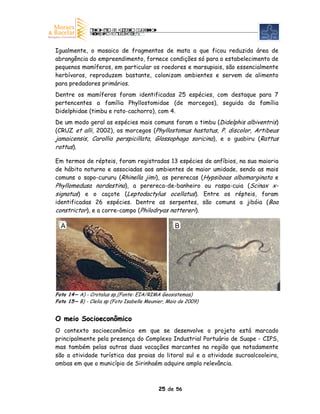 Igualmente, o mosaico de fragmentos de mata a que ficou reduzida área de
abrangência do empreendimento, fornece condições só para o estabelecimento de
pequenos mamíferos, em particular os roedores e marsupiais, são essencialmente
herbívoros, reproduzem bastante, colonizam ambientes e servem de alimento
para predadores primários.
Dentre os mamíferos foram identificadas 25 espécies, com destaque para 7
pertencentes a família Phyllostomidae (de morcegos), seguida da família
Didelphidae (timbu e rato-cachorro), com 4.
De um modo geral as espécies mais comuns foram o timbu (Didelphis albiventris)
(CRUZ et alli, 2002), os morcegos (Phyllostomus hastatus, P. discolor, Artibeus
jamaicensis, Carollia perspicillata, Glossophaga soricina), e o guabiru (Rattus
rattus).

Em termos de répteis, foram registradas 13 espécies de anfíbios, na sua maioria
de hábito noturno e associadas aos ambientes de maior umidade, sendo as mais
comuns o sapo-cururu (Rhinella jimi), as pererecas (Hypsiboas albomarginata e
Phyllomedusa nordestina), a perereca-de-banheiro ou raspa-cuia (Scinax x-
signatus) e o caçote (Leptodactylus ocellatus). Entre os répteis, foram
identificadas 26 espécies. Dentre as serpentes, são comuns a jibóia (Boa
constrictor), e a corre-campo (Philodryas nattereri).

  A                                                B




Foto 14 – A) - Crotalus sp,(Fonte: EIA/RIMA Geosistemas)
Foto 15 – B) - Clelia sp (Foto Isabelle Meunier, Maio de 2009)


O meio Socioeconômico
O contexto socioeconômico em que se desenvolve o projeto está marcado
principalmente pela presença do Complexo Industrial Portuário de Suape - CIPS,
mas também pelas outras duas vocações marcantes na região que notadamente
são a atividade turística das praias do litoral sul e a atividade sucroalcooleira,
ambas em que o município de Sirinhaém adquire ampla relevância.



                                            25 de 56
 